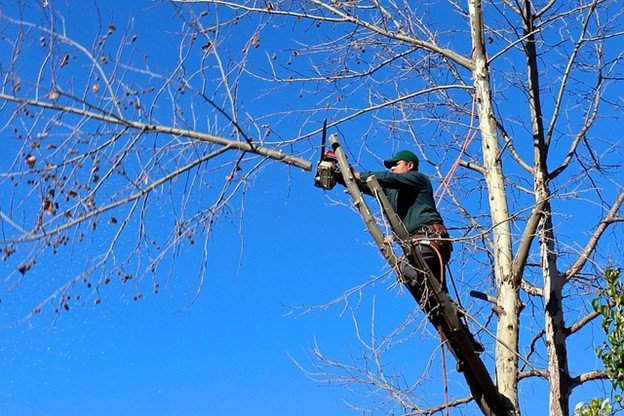 Overgrown tree canopy with dense branches before professional tree trimming and pruning service in Chesterfield, MO.