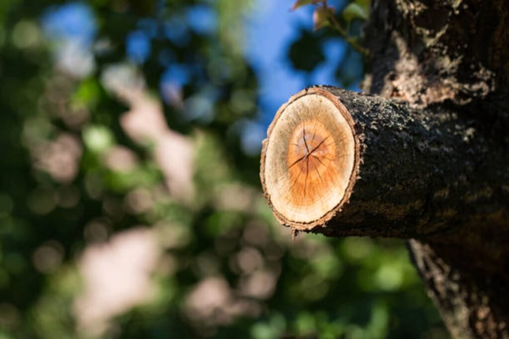 Freshly pruned tree branch showing clean, professional cuts made during expert tree trimming and pruning services by Chesterfield Tree Service