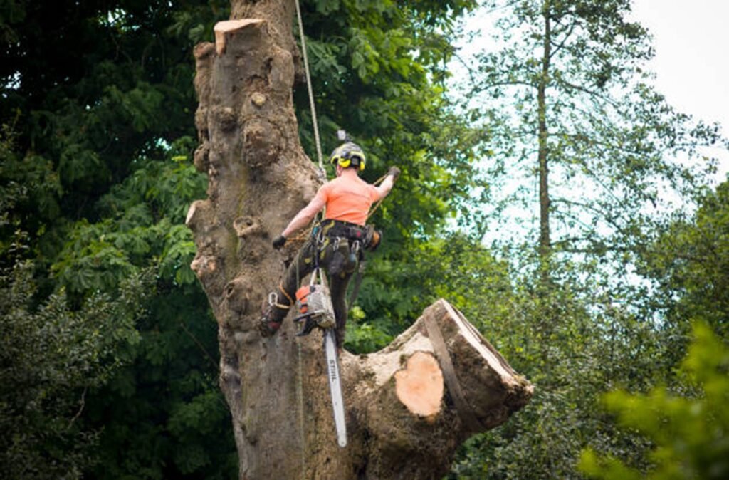 Certified arborist safely removing a large tree using climbing gear and a chainsaw during a residential tree removal project in Chesterfield, MO.