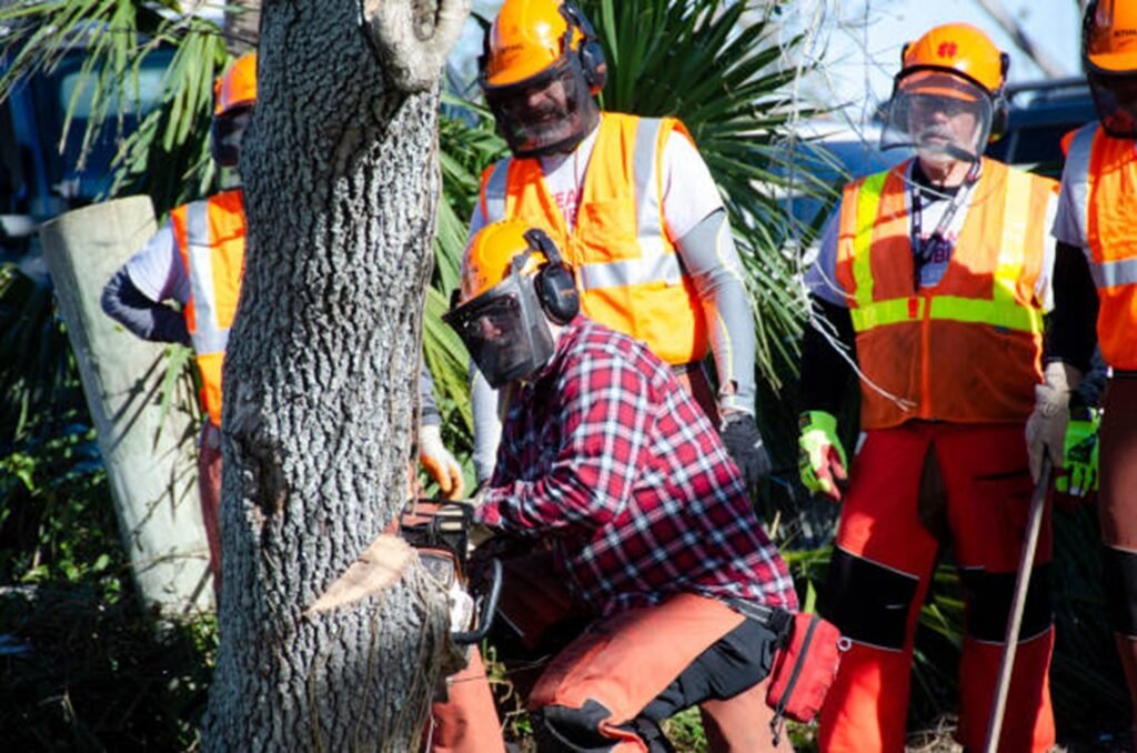 Professional tree removal crew safely cutting down a residential tree using chainsaws and protective safety equipment in Chesterfield, MO.