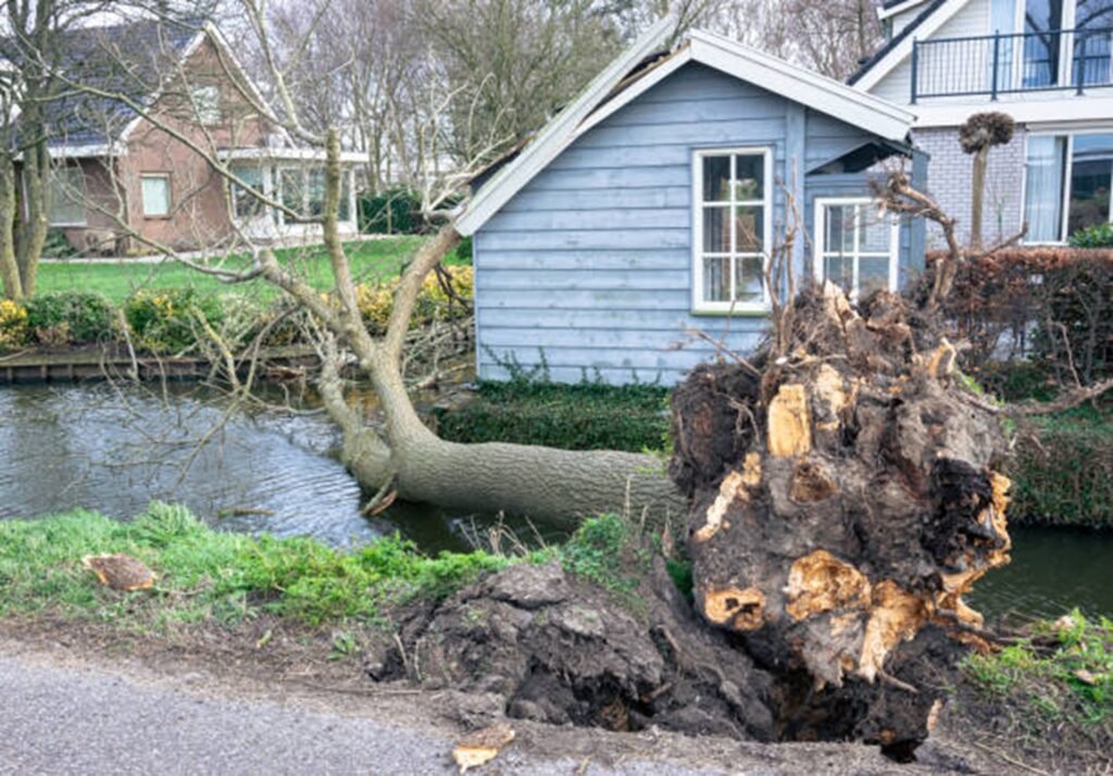 Large uprooted tree lying beside a residential property after severe storm damage, requiring professional cleanup in Chesterfield, MO.
