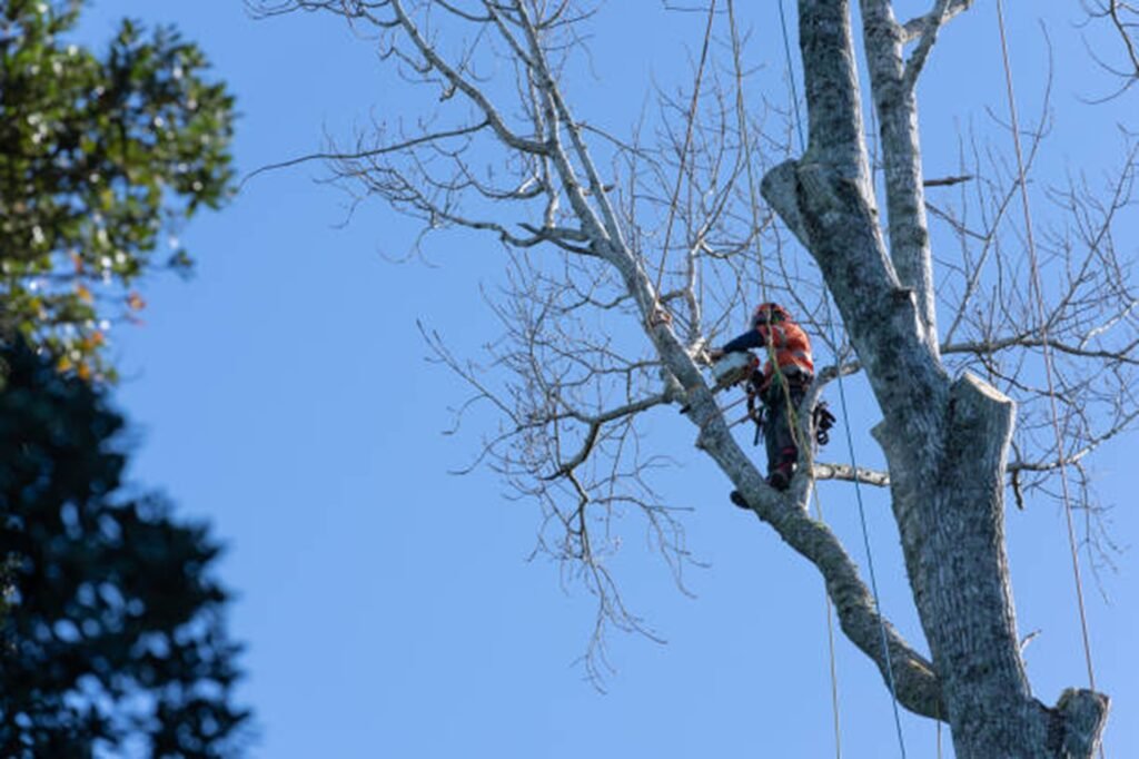 Professional arborist safely removing a large tree using climbing equipment during a residential tree removal project in Chesterfield, MO.