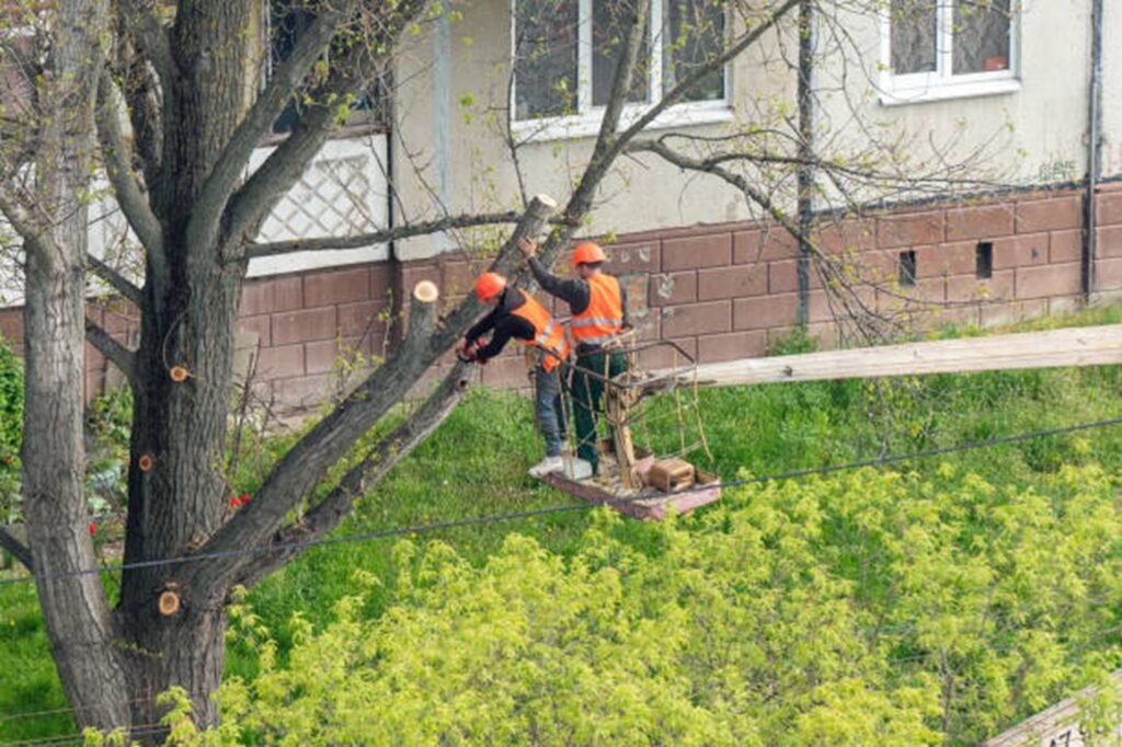 Professional tree trimming crew using an aerial lift to prune large tree branches at a residential property in Chesterfield, MO.